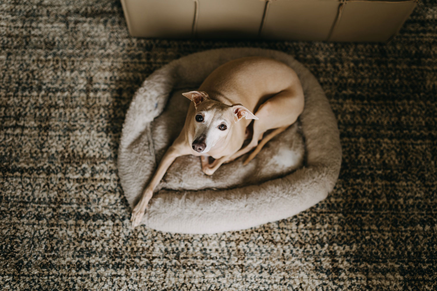 Italian Greyhound looking  into the camera