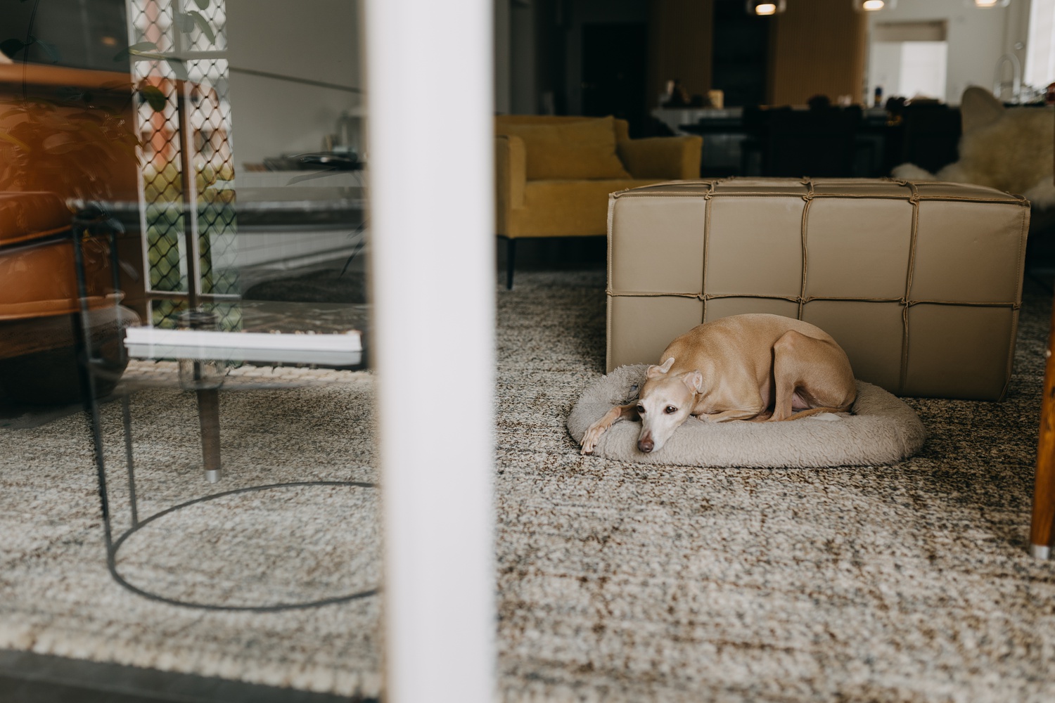 italian greyhound resting at home