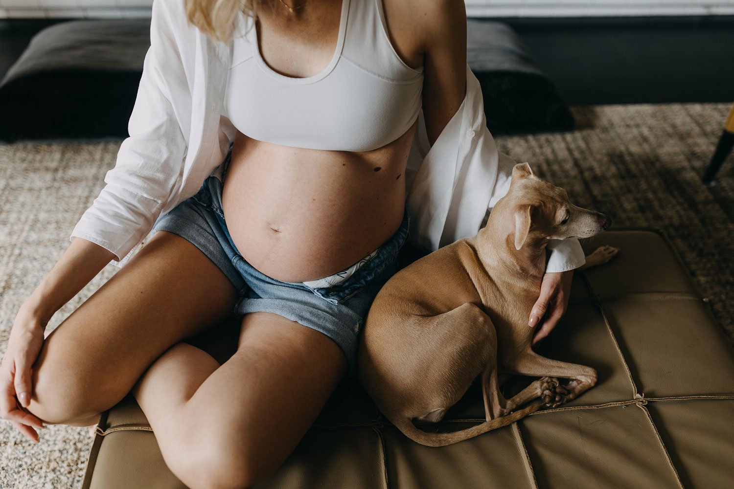 Maternity photoshoot with adorable Italian Greyhounds adding joy to the cozy home atmosphere