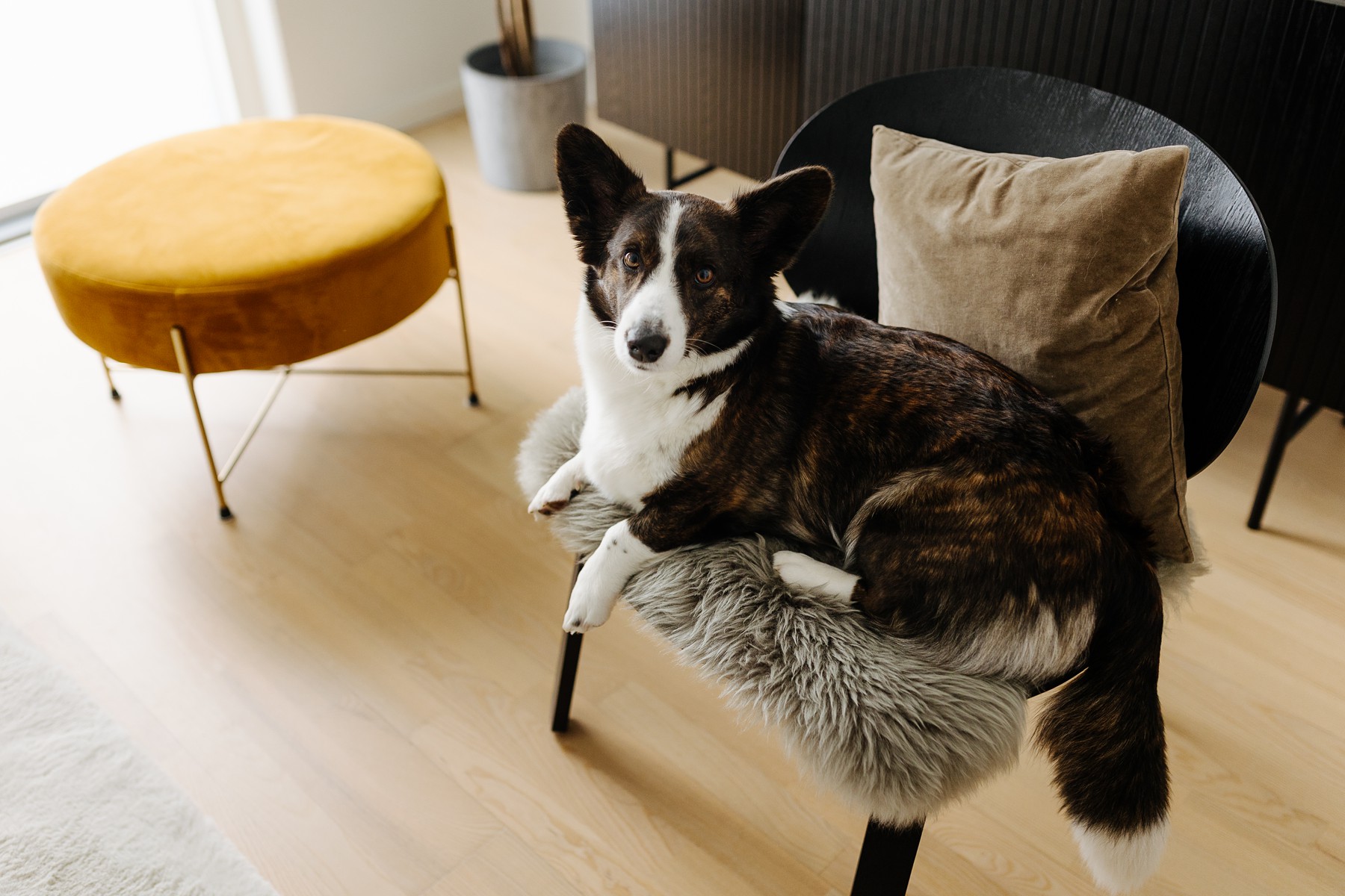 Dog sitting on the living room at an cozy Copenhagen apartment